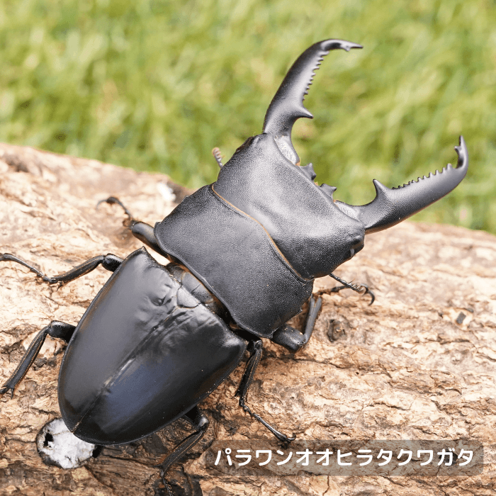 パラワンオオヒラタクワガタペアオス95mm（ガントン産）累代WF2(虫)