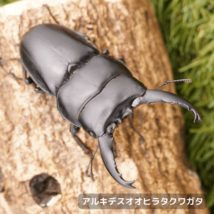 アルキデスオオヒラタクワガタペアオス長歯80mmUP（ベンクール産）累代WD(虫)