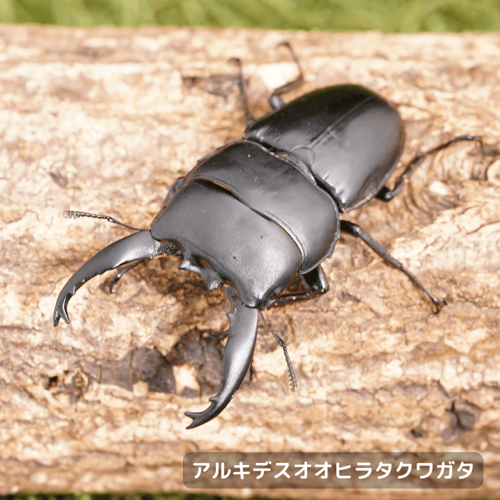 アルキデスオオヒラタクワガタペアオス長歯70mmUP（ベンクール産）累代WD(虫)