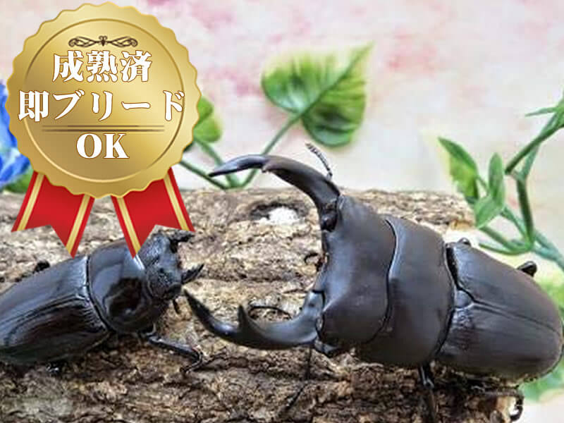 月夜野きのこ園クワガタ菌床販売部 / オオクワガタ専用:産卵初めてセット オオクワガタオスメスペア 付き(オス72.5~74.5mm・メスサイズフリー)(虫)