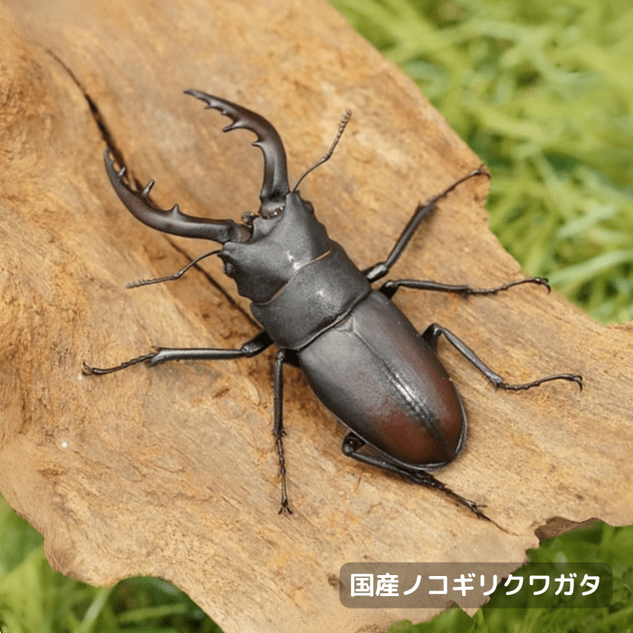 国産ノコギリクワガタペアオス60mmUP（群馬県産）累代WD(虫)