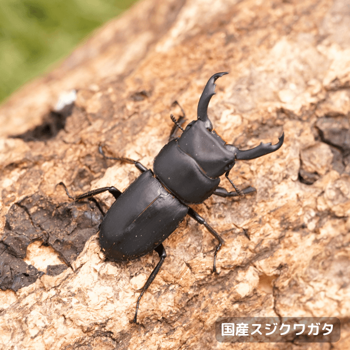 国産スジクワガタペアオス30mmUP（群馬県産）累代WD(虫)