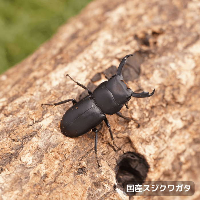 国産スジクワガタペアオス25mmUP（群馬県産）累代WD(虫)