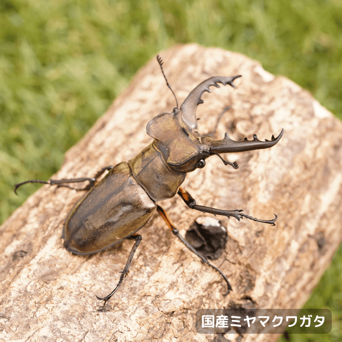 国産ミヤマクワガタペアオス70mmUP（北海道産）累代WD(虫)
