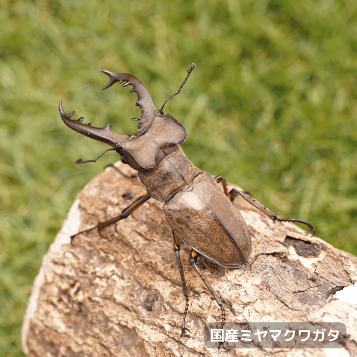 国産ミヤマクワガタペアオス65mmUP（北海道産）累代WD(虫)