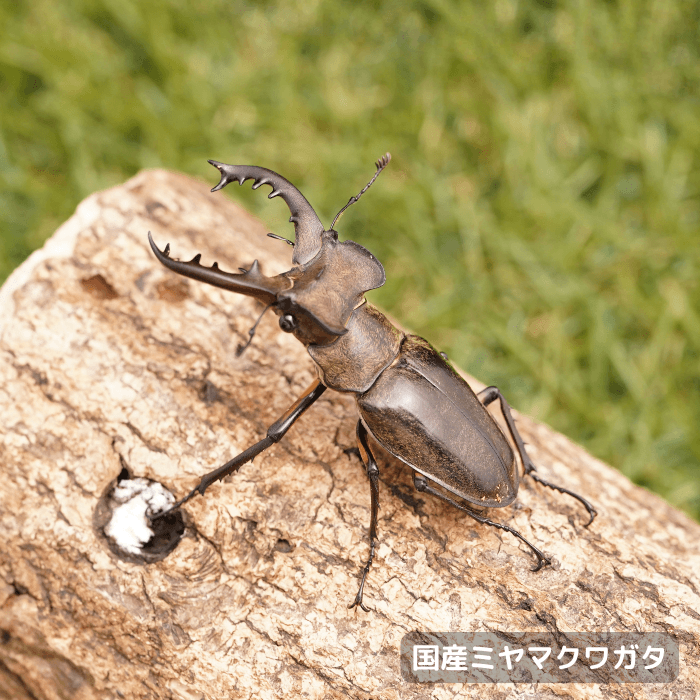 国産ミヤマクワガタペアオス60mmUP（北海道産）累代WD(虫)