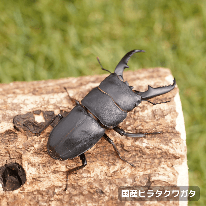 国産ヒラタクワガタペアオス60mmUP（埼玉県産）累代WF2(虫)