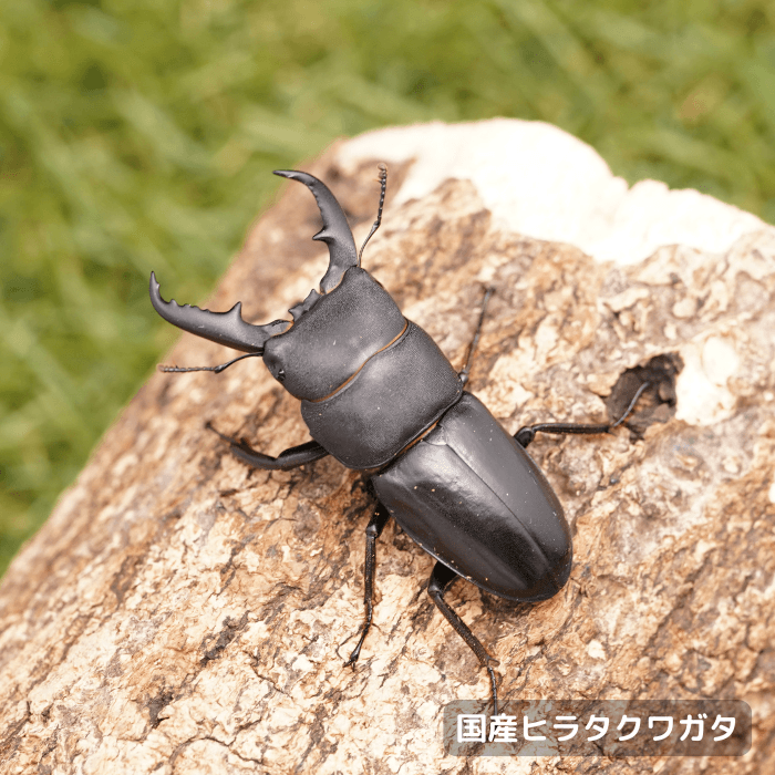 国産ヒラタクワガタペアオス50mmUP（埼玉県産）累代WF2(虫)