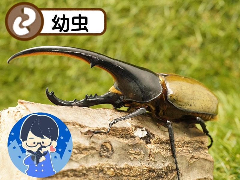 月夜野きのこ園クワガタ菌床販売部 ヘラクレス 幼虫 親虫オス171mm メス68 0mm Youtuberクワカブの部屋三森さん飼育幼虫 グアドループ産 虫