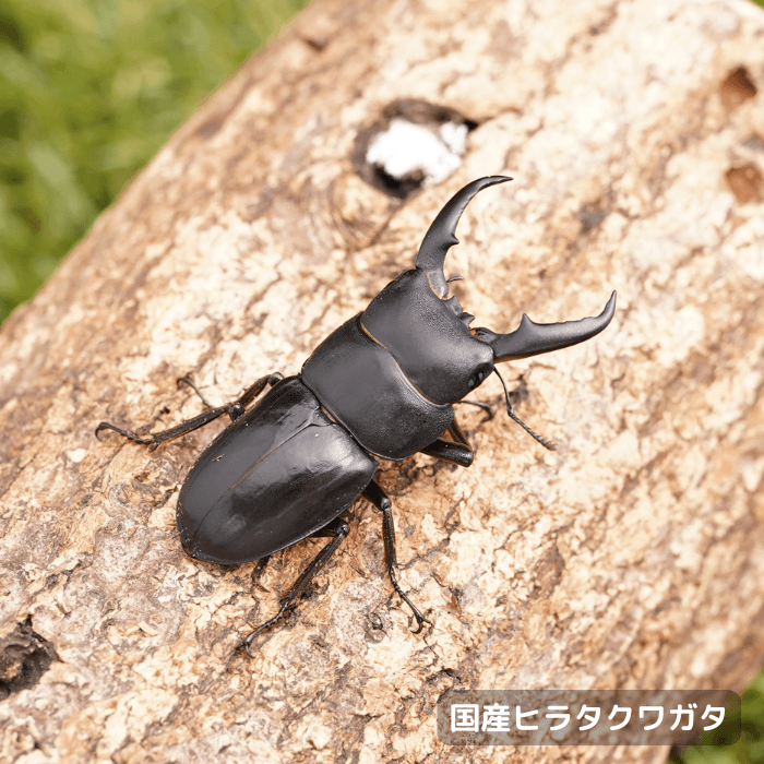 国産ヒラタクワガタ単品オス45mmUP（埼玉県産）累代WF2(虫)