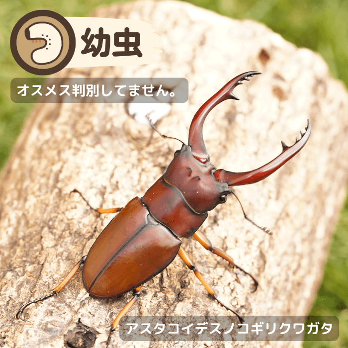 アスタコイデスノコギリクワガタ幼虫（スマトラ島産）累代WF1(虫)