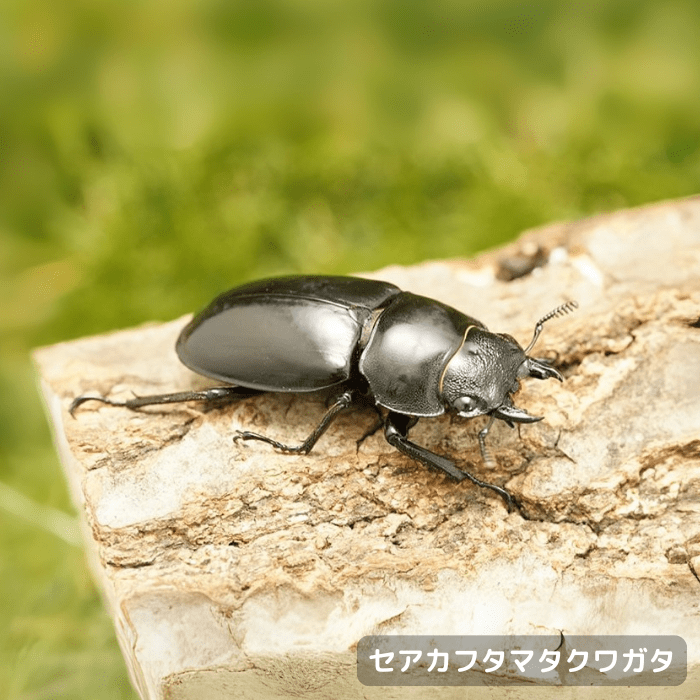 月夜野きのこ園クワガタ菌床販売部 / セアカフタマタクワガタ