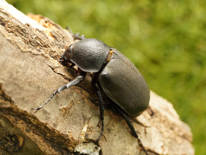 月夜野きのこ園クワガタ菌床販売部 / アトラスオオカブト単品B品メス