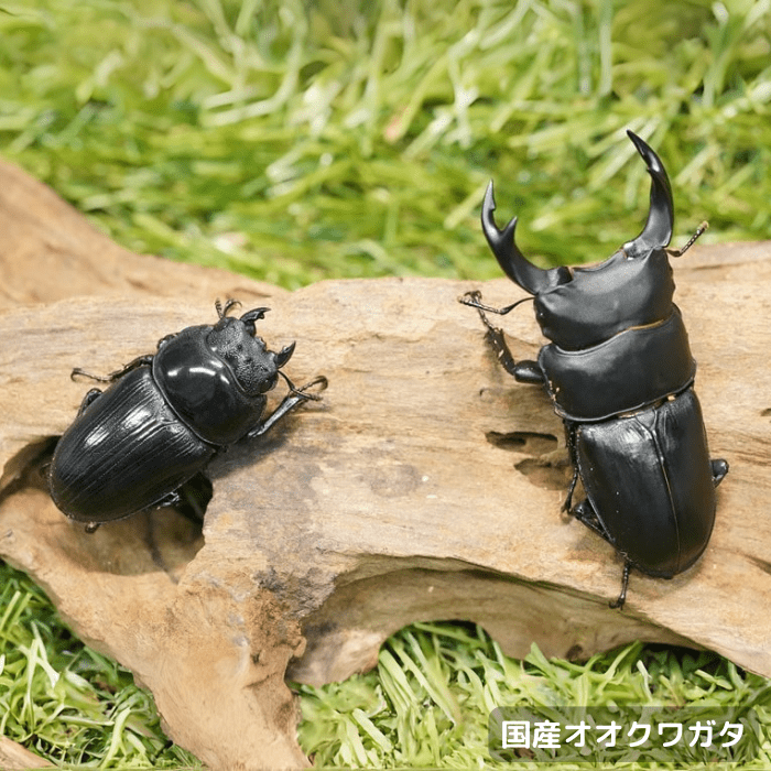 標本スラウェシ産クワガタ45ミリ野外品 ☆2018Year Dynastes Granti Super Whity 標本制作