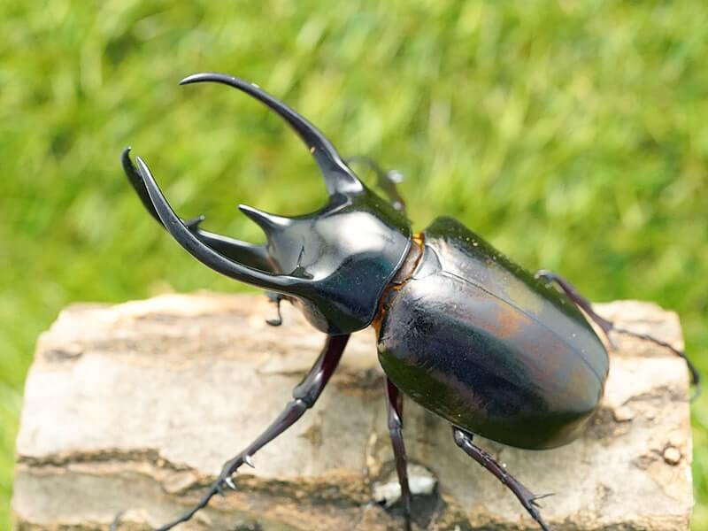 月夜野きのこ園クワガタ菌床販売部 / コーカサスオオカブト単品B品オス