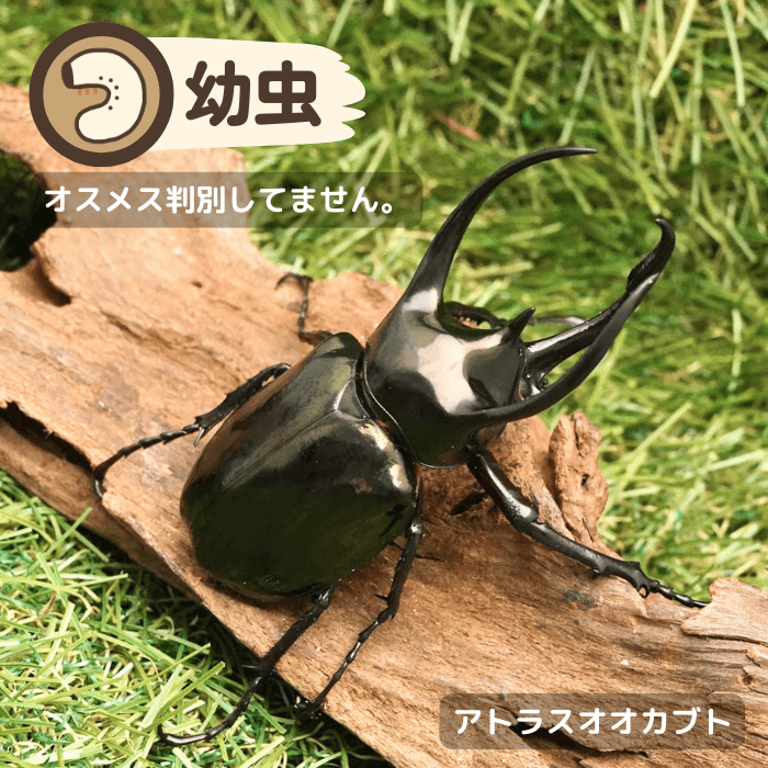 アトラスオオカブト幼虫（ミンダナオ島産）累代WF1(虫)