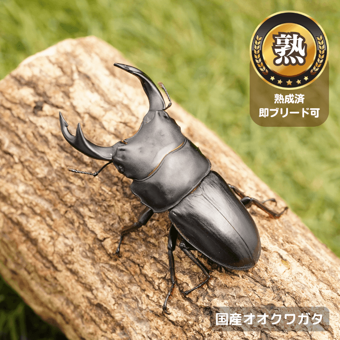 国産オオクワガタペアオス65mmUP（産地不明）累代CB※成熟済み(虫)
