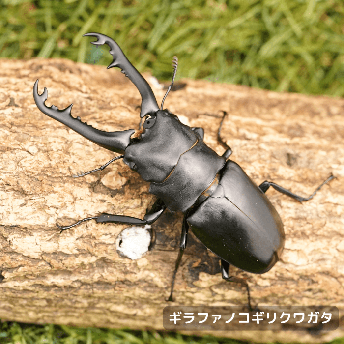 ギラファノコギリクワガタ単品オス75mmUP（東ジャワ産）累代WD(虫)