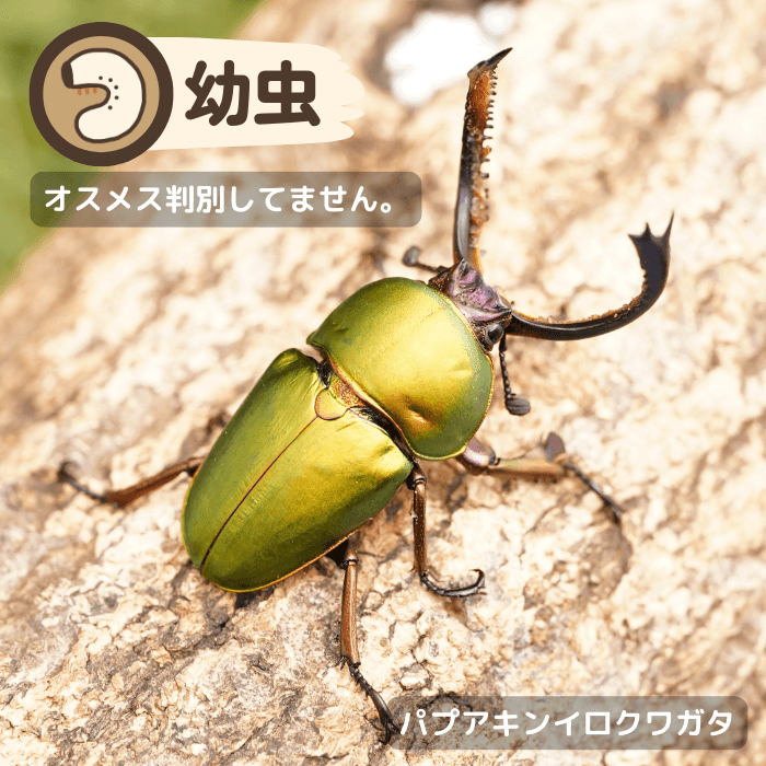 パプアキンイロクワガタ幼虫（アルファック産）累代CBF1(虫)