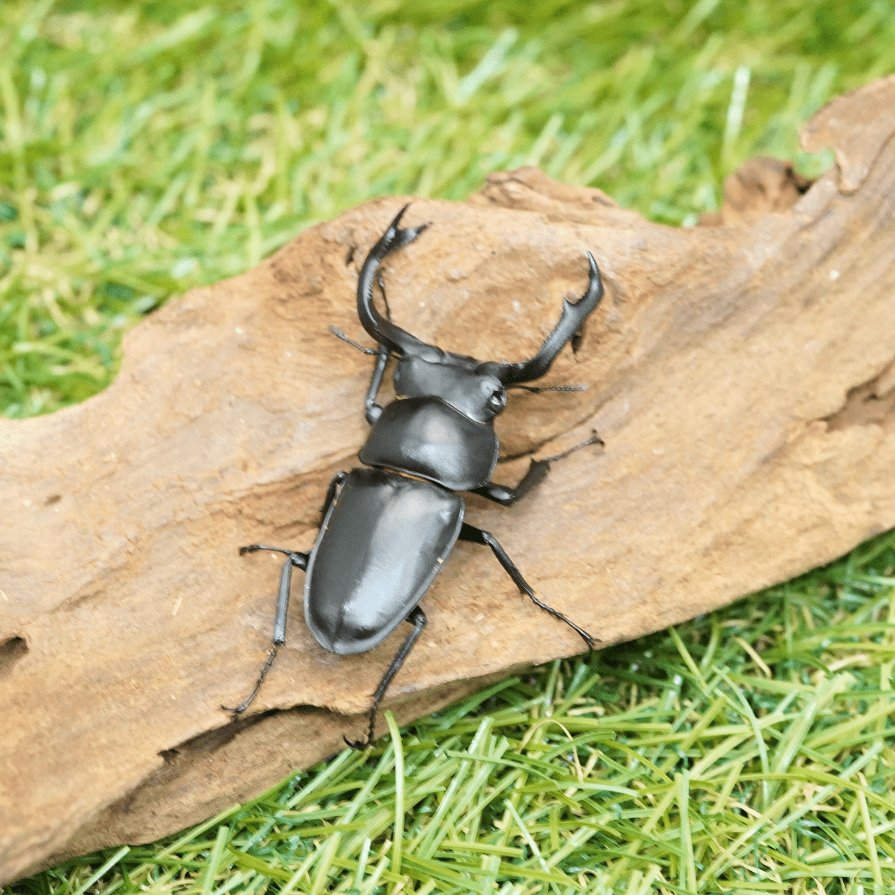 月夜野きのこ園クワガタ菌床販売部 / タイワンシカクワガタペアオス