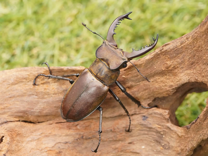 タカサゴミヤマ 大型トリオ ミヤマクワガタ クワガタ - 虫類