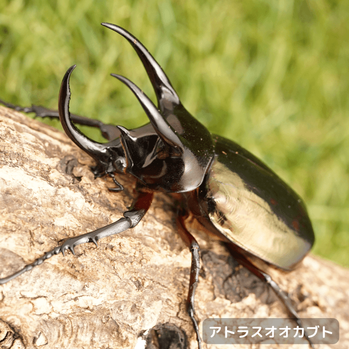 アトラスオオカブト単品オス75mmUP（スラウェシ・パロロパル産）累代WD(虫)