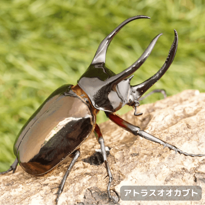アトラスオオカブトペアオス80mmUP（スラウェシ・パロロパル産）累代WD(虫)