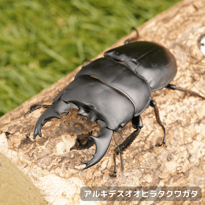 アルキデスオオヒラタクワガタペアオス短歯70mmUP（アチェ産）累代WD(虫)