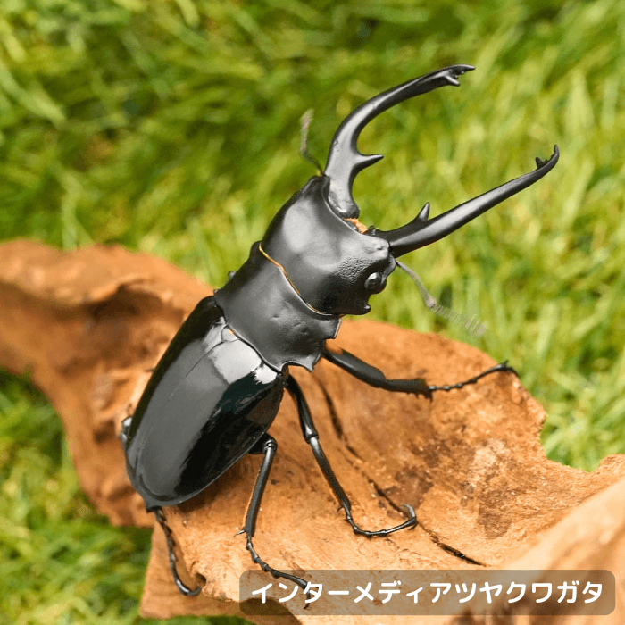 インターメディアツヤクワガタペアオス90mm（パラワン島産）累代WD(虫)
