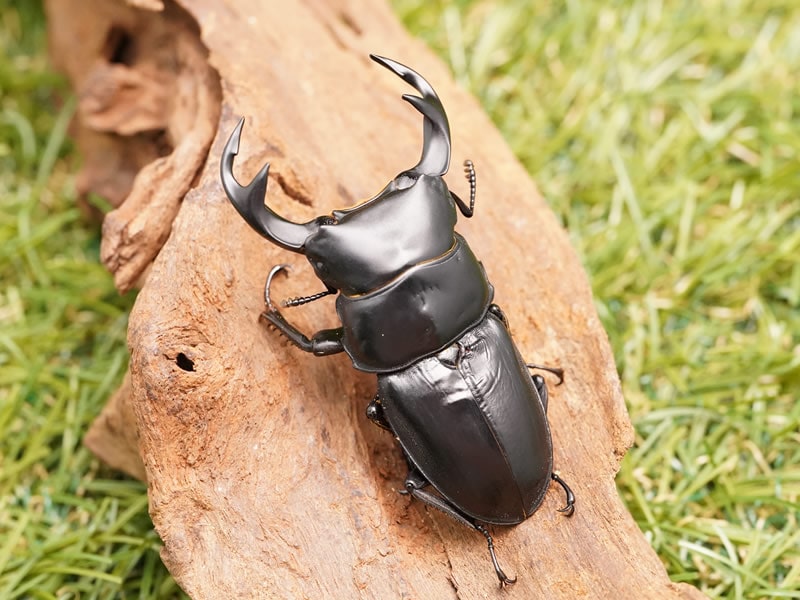 【別売り可能】1ペア オオムラサキ（四川省/中国） 別売り可能】1ペア オオムラサキ（四川省/中国）