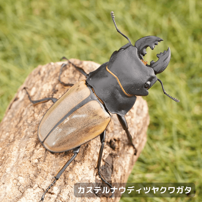カステルナウディツヤクワガタペアオス70mmUP（ベンクール産）累代WD(虫)