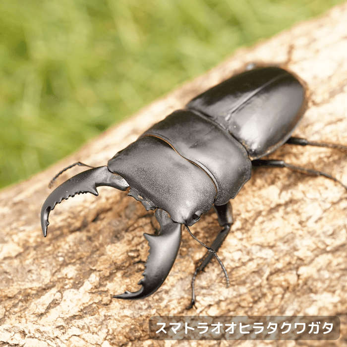 スマトラオオヒラタクワガタペアオス75mmUP（ベンクール産）累代WD(虫)