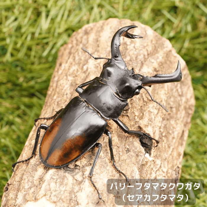 パリーフタマタクワガタ（セアカフタマタ）ペアオス75mmUP（ジャンビ産）累代WD(虫)