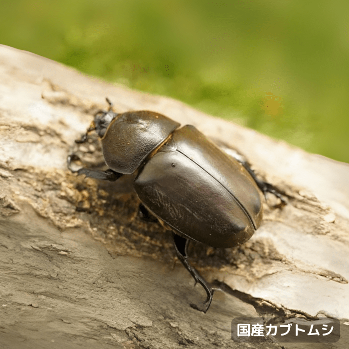 国産カブトムシ単品メスサイズフリー（群馬県産）累代WD(虫)