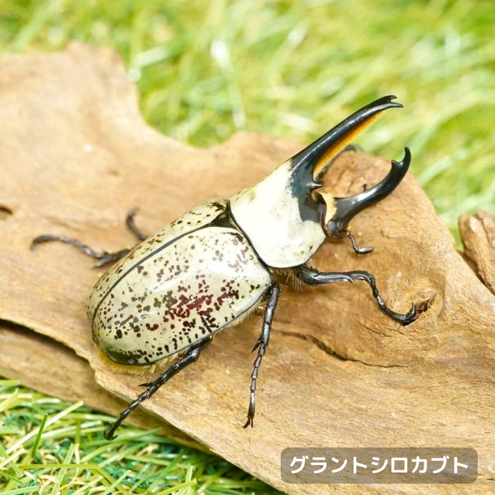 グラントシロカブトペアオス60mmUP（アリゾナ州産）累代CBF1(虫)