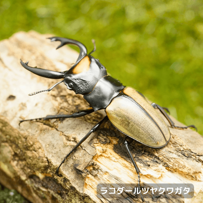 ラコダールツヤクワガタペアオス長歯75mm（ジャンビ産）累代WD(虫)