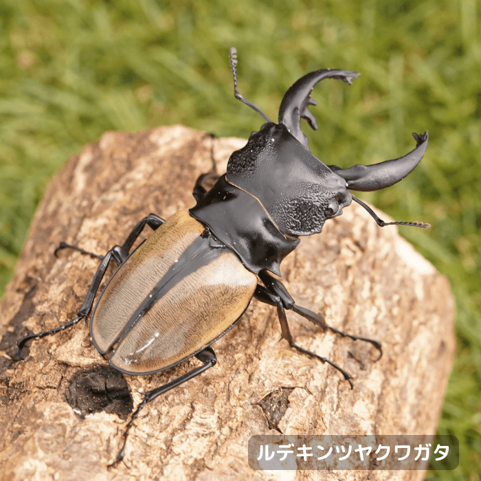 ルデキンツヤクワガタペアオス中歯70mmUP（ジャンビ産）累代WD(虫)
