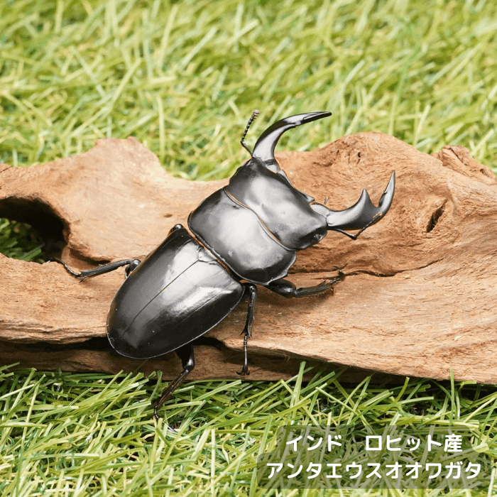 アンタエウスオオクワガタペアオス70mmUP（インド　ロヒット産）累代F4(虫)