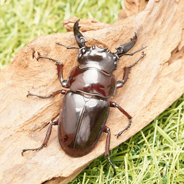 月夜野きのこ園クワガタ菌床販売部 / 赤系赤目レギウスオオツヤ