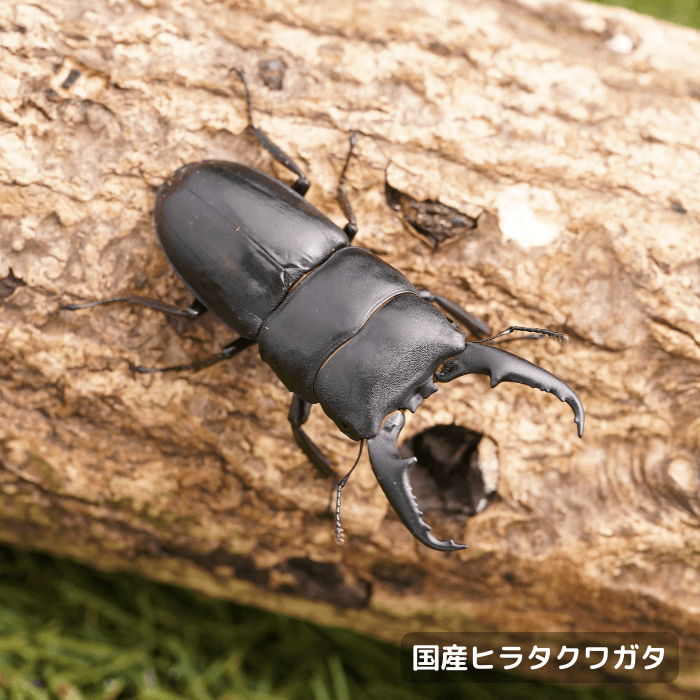 国産ヒラタクワガタ単品オス55mmUP（埼玉県産）累代WF2(虫)