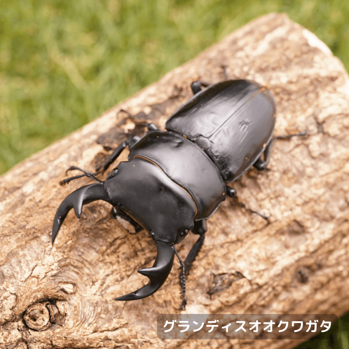 グランディスオオクワガタペアオス75mmUP（ラオス シェンクアン産）累代WF3(虫)