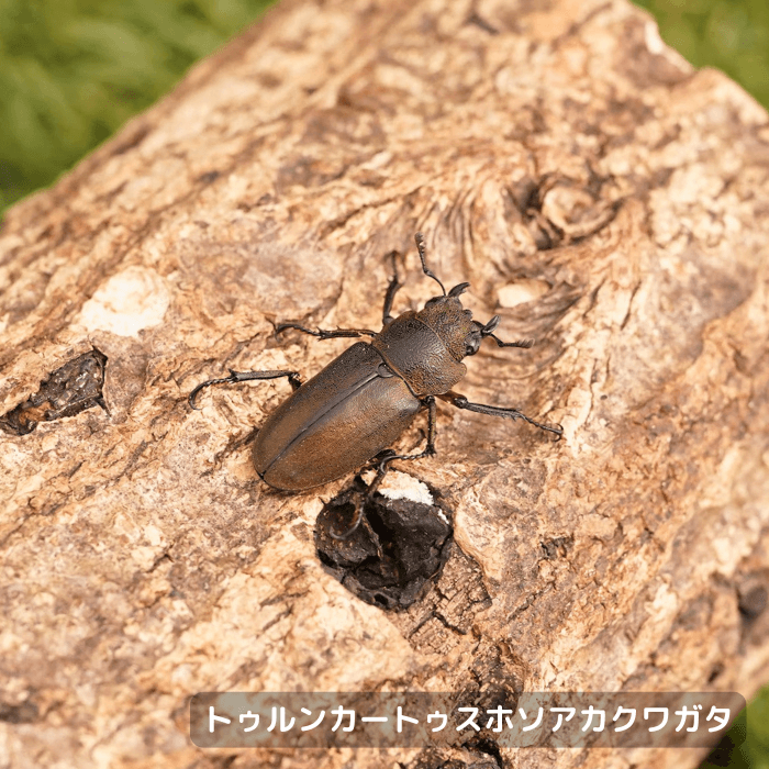 トゥルンカートゥスホソアカクワガタ単品メス25mmUP（スマトラ島産）累代WD(虫)