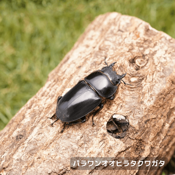 パラワンオオヒラタクワガタ単品メス45mmUP（ガントン産）累代WF2(虫)