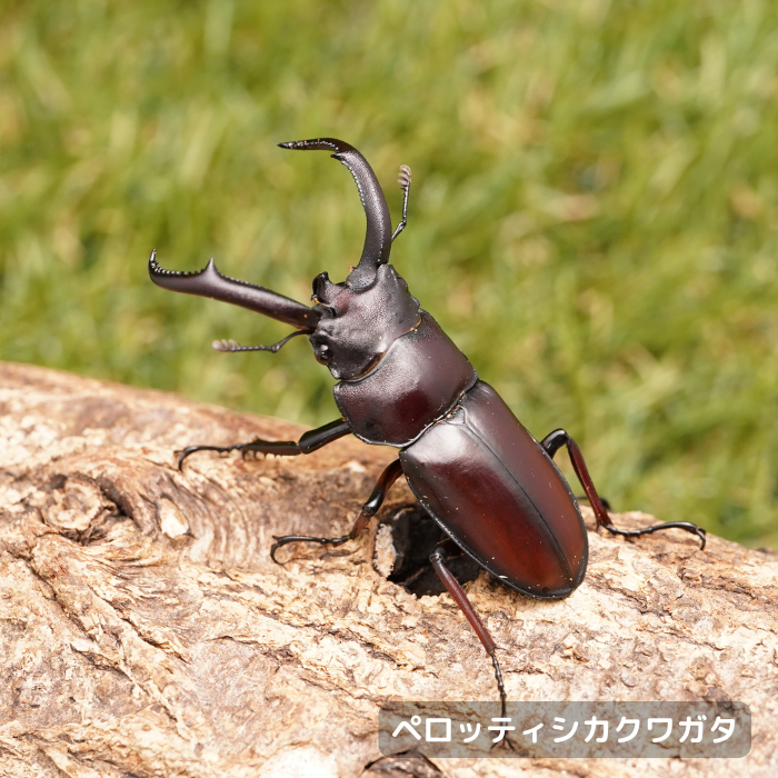 ペロッティシカクワガタ単品オス40mmUP（ベトナム産）累代CBF2(虫)