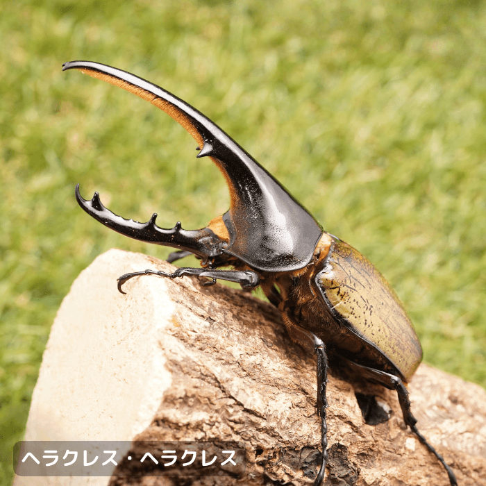 ヘラクレス・ヘラクレスペアオス135mmUP（グアドループ産）累代CBF1(虫)