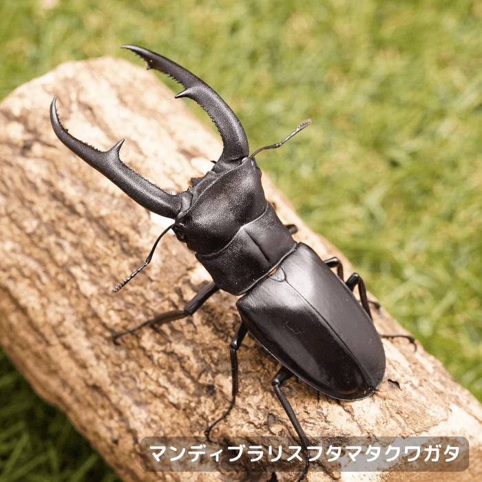 マンディブラリスフタマタクワガタペアオス95mmUP（スマトラ島産）累代WD(虫)