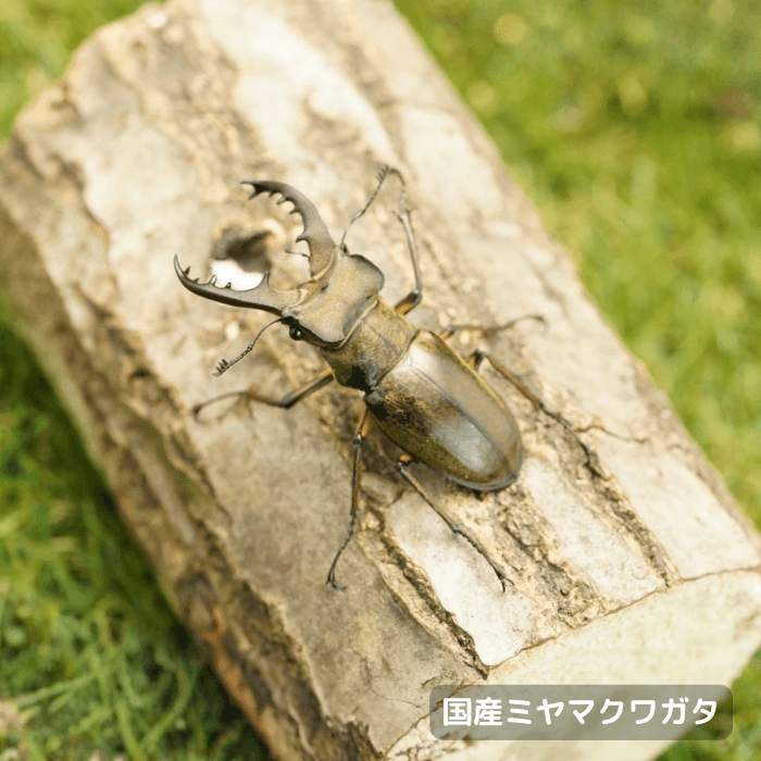国産ミヤマクワガタペアオス55mmUP（群馬県産）累代WD(虫)