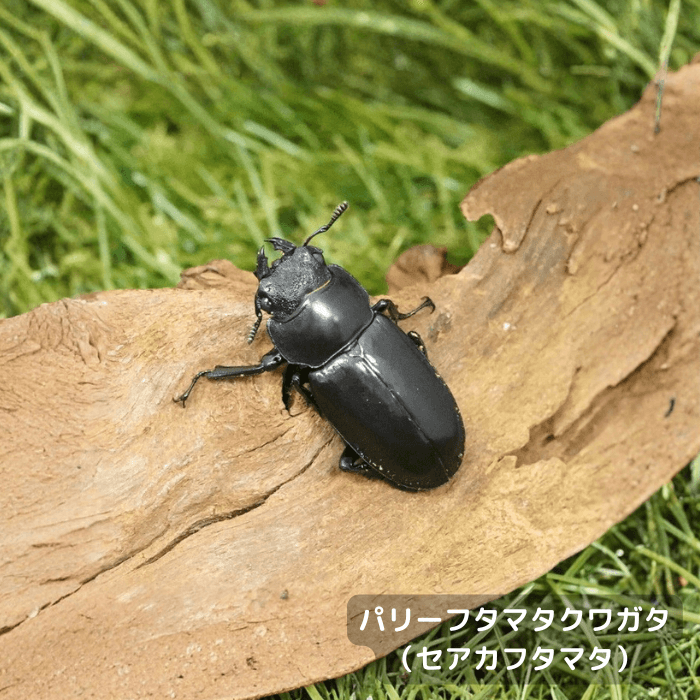 パリーフタマタクワガタ（セアカフタマタ）単品メス30mmUP（スマトラ島産）累代WD(虫)