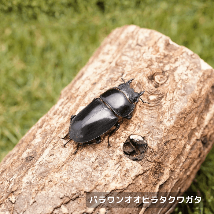 パラワンオオヒラタクワガタ単品メス40mmUP（ガントン産）累代WF2(虫)
