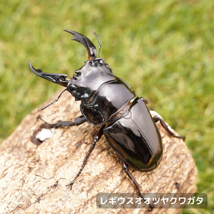 レギウスオオツヤクワガタペアオス75mmUP（カメルーン産）累代CBF1(虫)